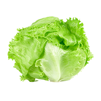 Salata Iceberg